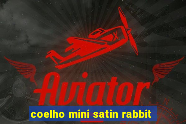 coelho mini satin rabbit